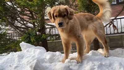 雪の上にいる犬