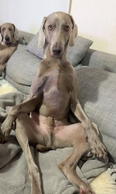 ソファに座る犬