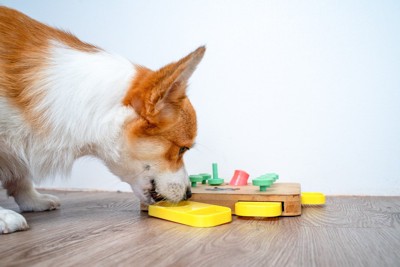 ノーズワークで遊ぶ犬