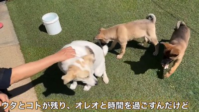 白い犬と子犬2匹