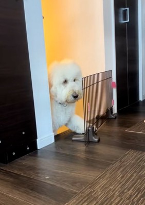 柵に驚く栗丸くん