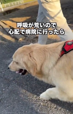 呼吸が荒いちあちゃん3