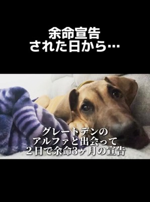 横たわるアルファくん