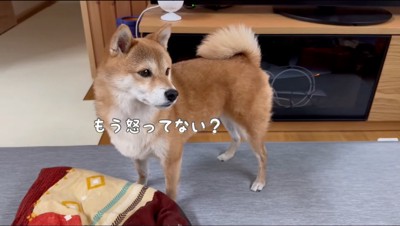 ふり返りながら男性を見つめる雌の柴犬