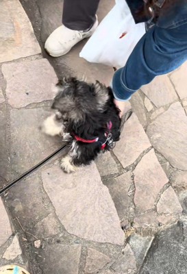 「上れないよ～、手伝って！」