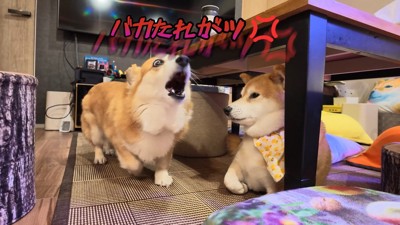 嫌すぎて吠え始めました!