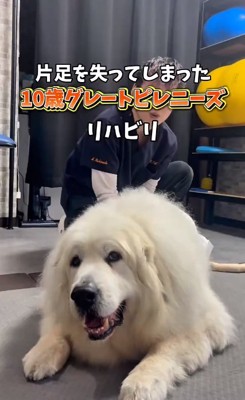 片足がないグレートピレニーズ