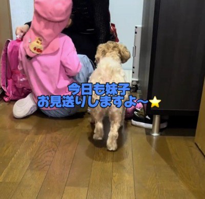 玄関にやってきた家族を見守る犬