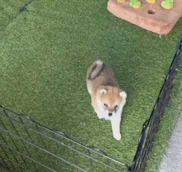 サークル越しに駆け寄ってくる柴犬パピー