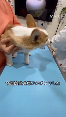 注射器を見て怯える犬