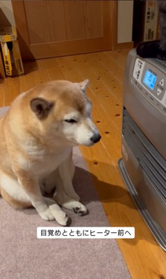 ヒーター前を陣取る茶々ちゃん5