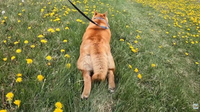 ピタッと停止