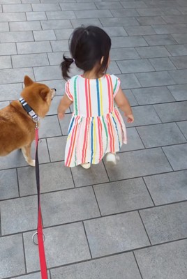 柴犬の前を素通り