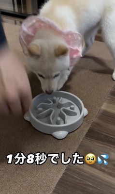 お皿に打ち勝ったもちおくん