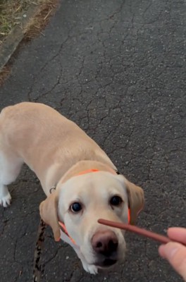 おやつに夢中な大型犬