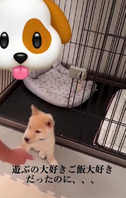 食欲も元気も旺盛だったのに…