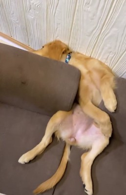 ソファの間に挟まっている大型犬