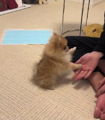 可愛いオテを披露♡