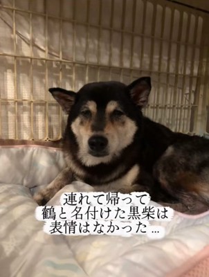 悲しそうな表情の老犬