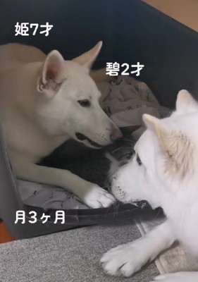 優しく見守るわんこたち