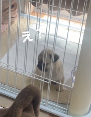振り向く犬