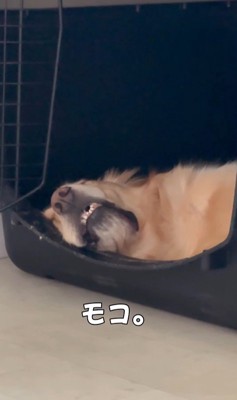 モコちゃんの寝起きの瞬間3