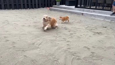 砂浜のような専用庭