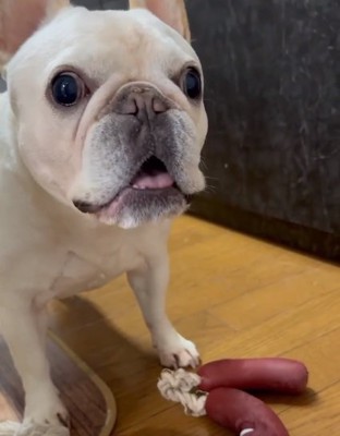 飼い主さんを見るアビーちゃん