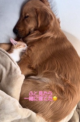 一緒に寝るチョコビくんと諭吉くん