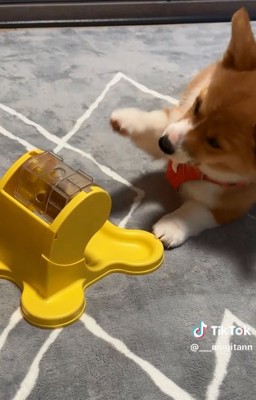 前足をあげるむぎちゃん