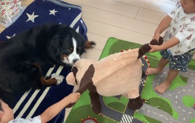 タヌキのぬいぐるみが欲しい!