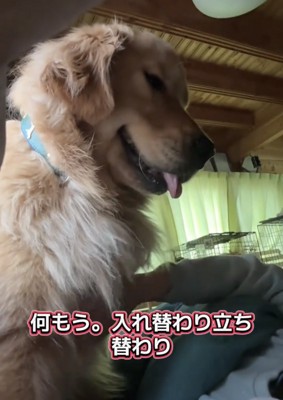 女性のそばに座る犬