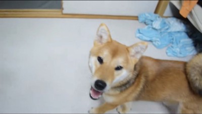 笑顔でカメラを見る子犬