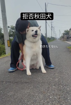 動きたくない犬