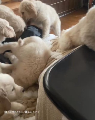 ママがコタツで寝ていたら…