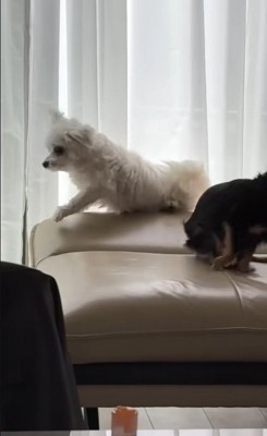 ココちゃんを遊びに誘うランコちゃん7