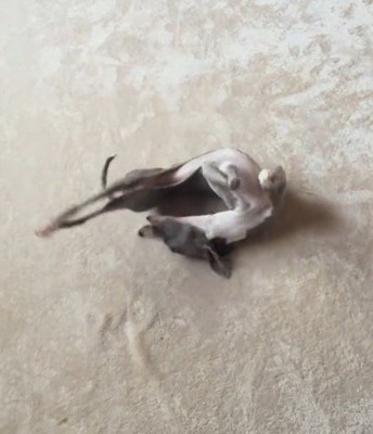 カーペットに寝転がって体をくねらせる細長い犬