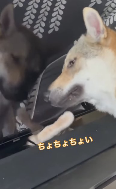 テレビ裏から出てくる猫の手を避けるチェコスロバキアンウルフドッグ