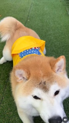 伏せしながら身を乗り出す柴犬