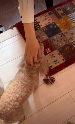撫でてもらう犬