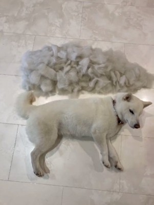 横たわるおもちちゃん