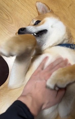 なでられるじろうくん