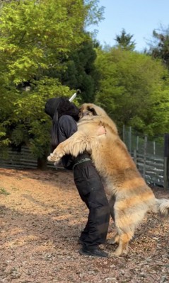 抱っこできない