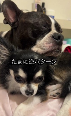 りくちゃんを枕にしていることも