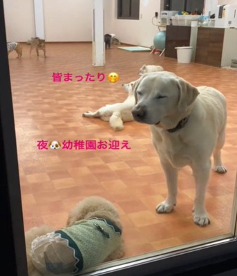 たくさんの犬たち1
