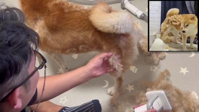 抜け毛が繋がってロープ状に!