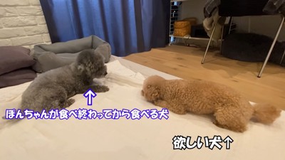 意地悪するゆずくんVS仕返しするぽん太くん2