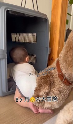 赤ちゃんがクレートに入った時のわたげちゃん2