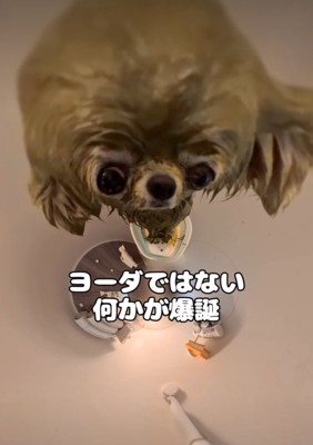 ヨーダのような犬