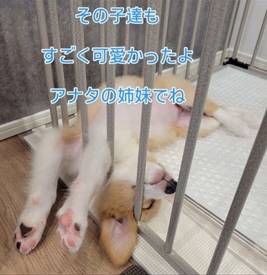 他の子をすすめられたけれど…